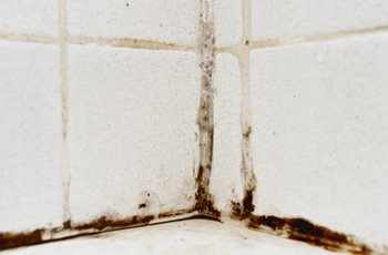 Toxic Mold Injuries
