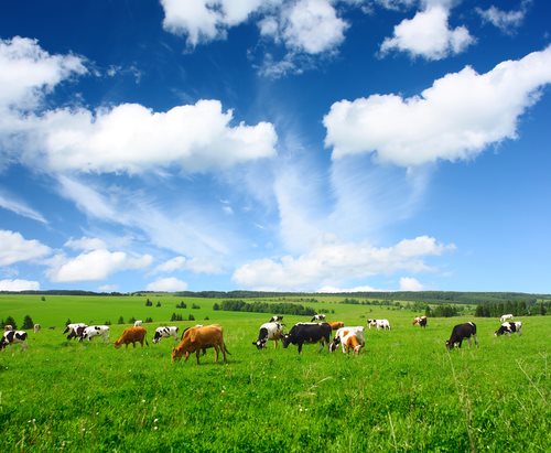 A Guide to the Farm Service Agency