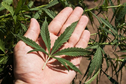 5 Things you didn’t know about Synthetic Marijuana
