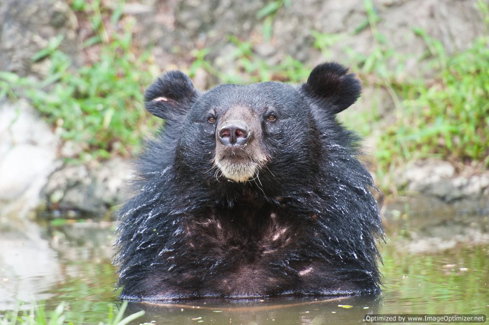 Bear dying. Животное Тайланда черное. Медведь в Тайланде. Тайский национальный медведь. Разноцветный медведь живущие в Таиланде.