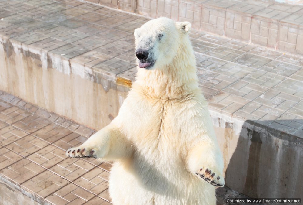 Revenge of the Polar Bear  