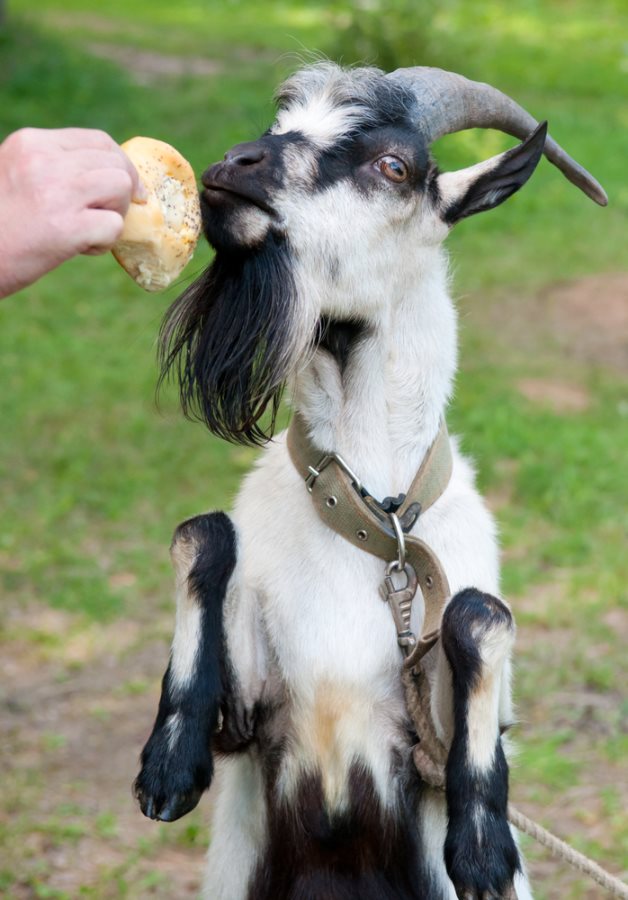 Haven't you Herd? Goats Hired to Clean City 