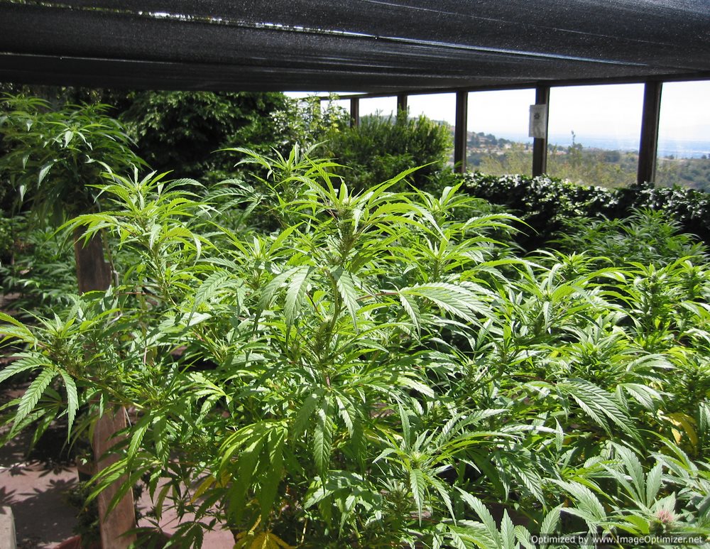 What you must know about Homemade Drugs