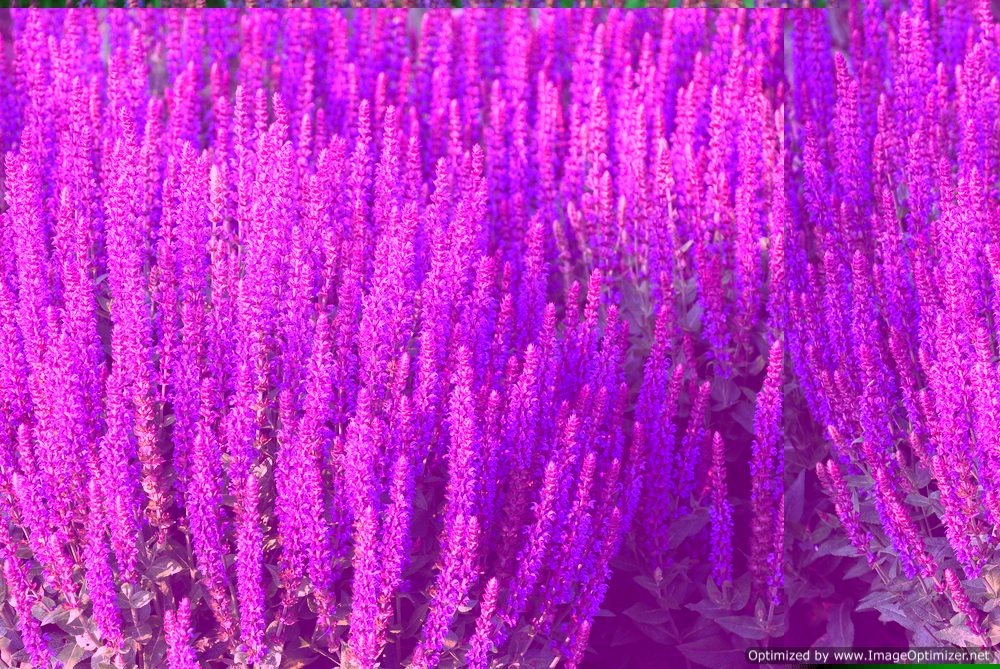 Guide to Salvia