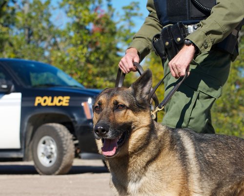 Can Cocaine Be Smuggled Past the Border?