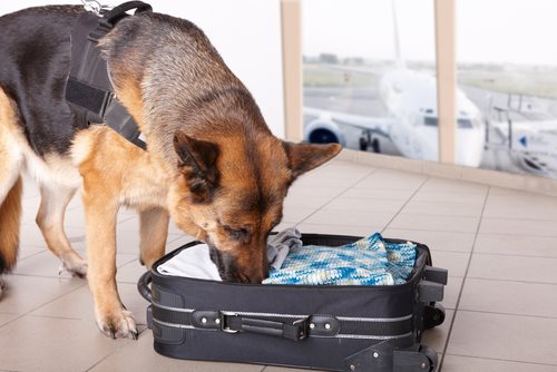 How Does Border Patrol Handle Cash Smuggling?