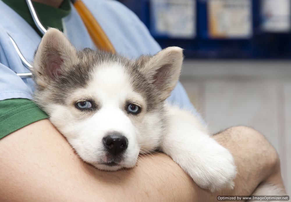 Veterinary Malpractice Suits to Become Commonplace?