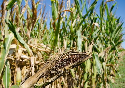 Farmers Affected by Drought Have Time to Replace Livestock