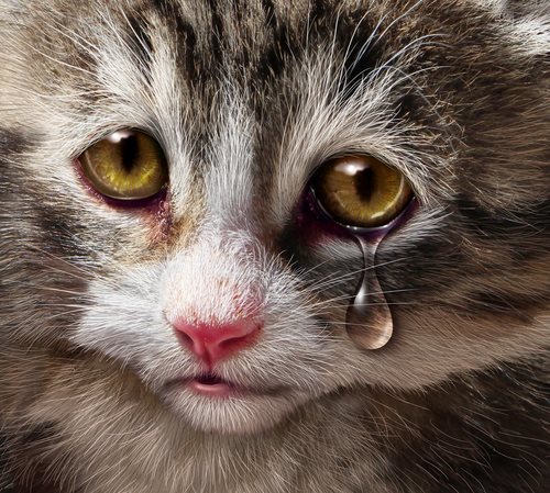 Crushing Animals to Death - A Story of Unspeakable Cruelty, Sexual Deviance and Freedom of Speech